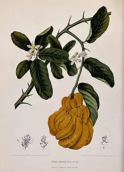 Fingered citron by Wellcome Trust