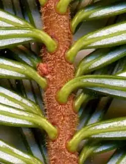 Close-up of shoot from below