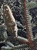 subsp. marocana cone, with resin