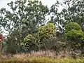 Acacia leiocalyx, 7th Brigade Park, Chermside, Queensland.