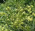 Flowers and foliage