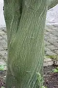 Bark of cultivar 'Ernest Wilson'