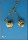 Acorns of a 'Nadler' cultivar