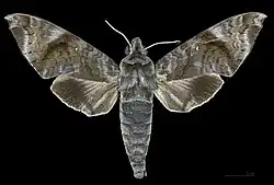 Male