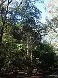 Habit in Coffs Harbour Botanic Garden