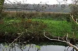 Sizewell Marshes