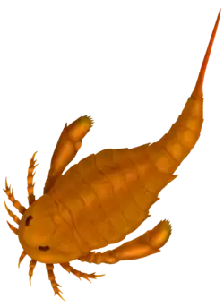 Adelophthalmus