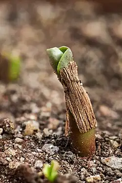 2-day seedling with seed husk 15&nbsp;mm (0.59&nbsp;in), Chennai.