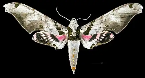 Male dorsal