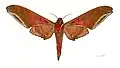 Male - ventral side