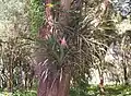 A. disticantha as an epiphyte.