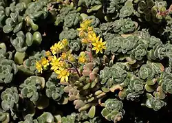 Aeonium aizoon