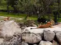 African lions in new zagon