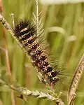 early instar