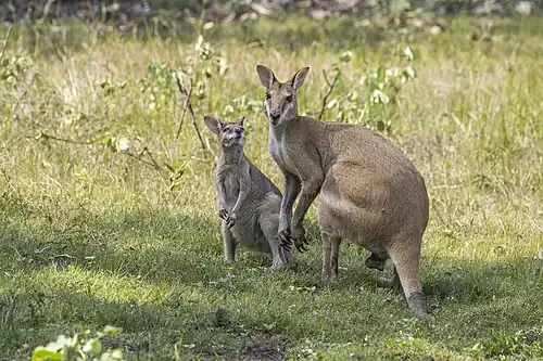 male and juvenile N. a. agilis, NT