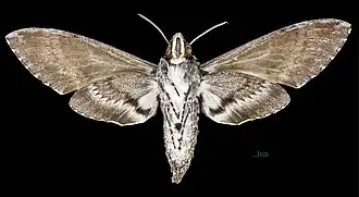Female underside