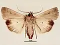 Male ventral view