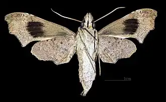 Female ventral view