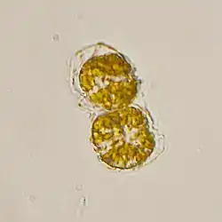 Alexandrium dinoflagellates, responsible for certain harmful algal blooms