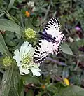 Eastern festoon (Allancastria cerisyi) tribe Zerythiini