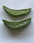 Aloe arborescens leaf cross section