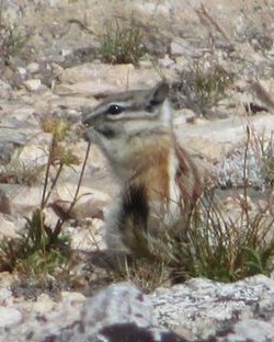 Brown chipmunk
