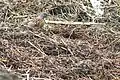 highly camouflaged when on ground at Gnathang Valley, Sikkim, India