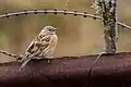 Taken at Gnathang, Sikkim, India