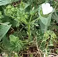 Plant form, side, to 60 cm, annual stem