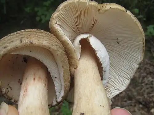 Underside of A. 'amerirubescens'