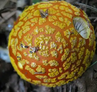 Close-up of cap