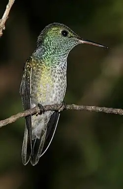 Versicolored emerald