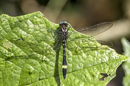 B. rapax, Colombia