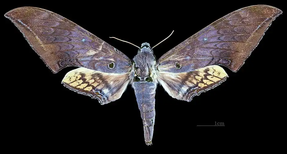 Female dorsal view