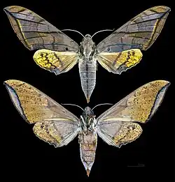 Ambulyx johnsoni