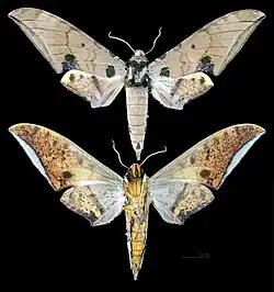 Ambulyx ochracea