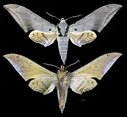 Ambulyx placida