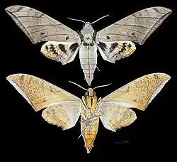 Ambulyx pryeri