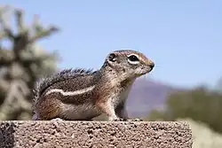 Brown squirrel
