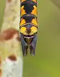 Anal appendages (male)
