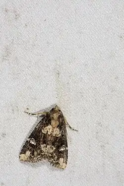 Example species