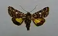Beautiful yellow underwing Anarta myrtilli Catocalinae