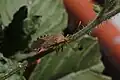 Anasa maculipes, México