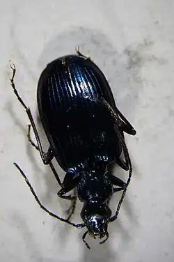 Anchomenus cyaneus