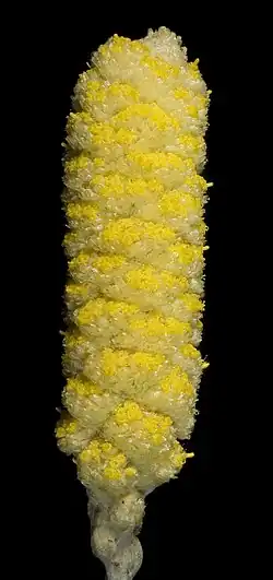 A. acrohyalinus