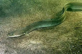 Anguilla anguilla (Anguillidae)