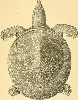 Older juvenile