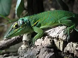 Deiroptyx:, Almost 35 species from Cuba, Hispaniola and Puerto Rico (shown: Deiroptyx baracoae)