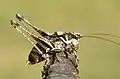 Antaxius pedestris