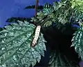 Larva